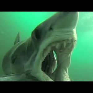 Mako shark attacks GoPro camera mounted in fish rig