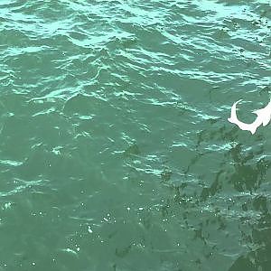 Shark eats another shark - Cherry Grove Pier, SC