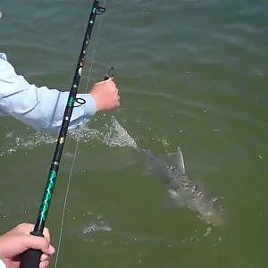 Bonnethead shark fishing