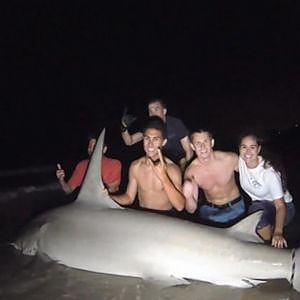 College Students Catch 14-Foot Long Hammerhead Shark in Florida