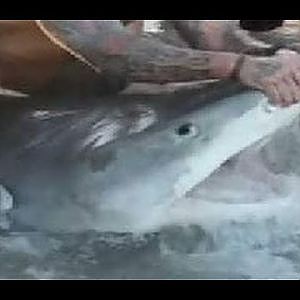 Texas Style Shark Week: Huge 12 ft. Tiger Shark Caught On Texas Beach