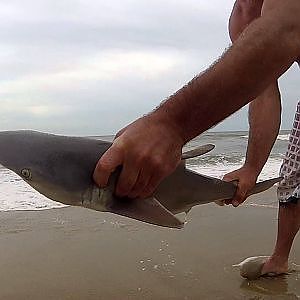 Caught a Shark Surf Fishing in Virginia Beach VA