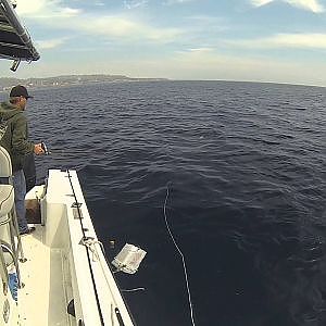 Mako Shark Fly Fishing: Vicious Mako Shark Strike and Jumps