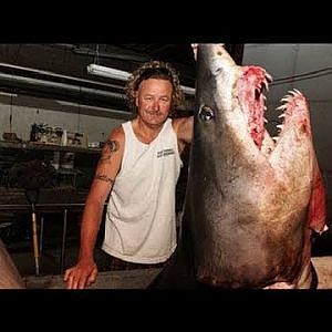 Huge mako shark caught off California could be record catch