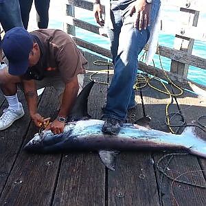 Oceanside Pier Thresher shark 80 lbs