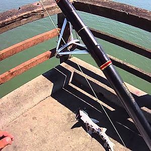 LEOPARD SHARK FISHING AT OYSTER POINT PIER