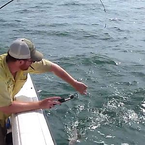 Shark Fishing under the Skyway