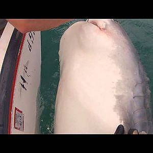 Tiger Shark Fishing