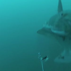 Halibut Fishing - Strike Filmed Underwater with Gopro - 6