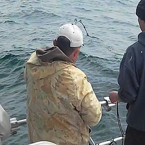Halibut Fishing Seward Alaska with Puffin Charters June 2012 big fish #1 video