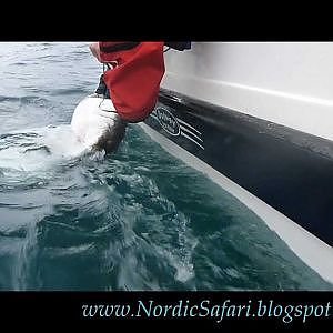 180cm halibut C&R