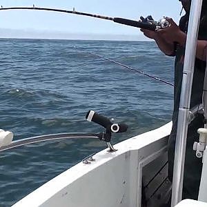 Nor Cal Bay & Delta Halibut Fishing