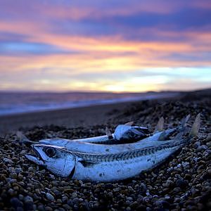 Fishing and Cooking Mackerel on Chesil Beach