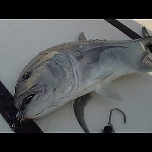 Fishing GT King Mackerel Dorado Barracuda in Musandam Oman Sep 2013