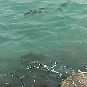 Mack Attack: Cali Mackerel Jetty Fishing