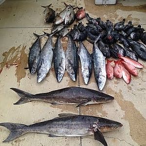 King Mackerel, Cobia, Red Snapper and Black Seabass Fishing on