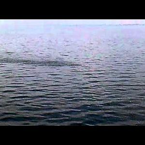 Angeln - Makrelen in der Ostsee Teil 1 (August 2011)
