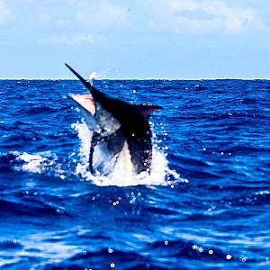 1200lb Black Marlin Cairns Grander Hot Shot Charters