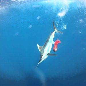 :: Sport Fishing TV :: Underwater Cam Marlin Action!