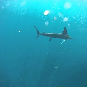 GoPro-Striped Marlin footage underwater!