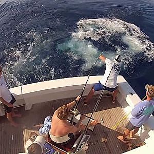 Pipe Dream Blue Marlin June 2013