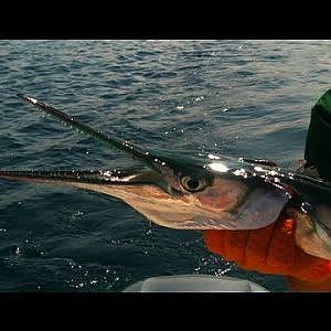 Needlefish (Garfish) Spinning Fishing - Σπίνινγκ Ψάρεμα Ζαργάνας
