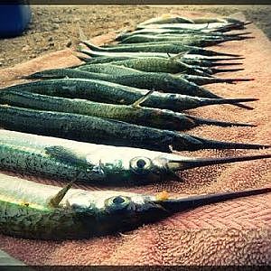 Garfish madness | Outer Harbour