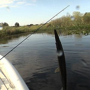 REEL ANIMALS FISHING • Garfish (January / Lake Kissimmee, Florida)