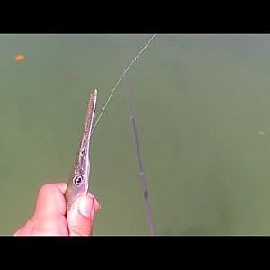 Needlefish Fishing with Circle Hook and Penfishingrods.com