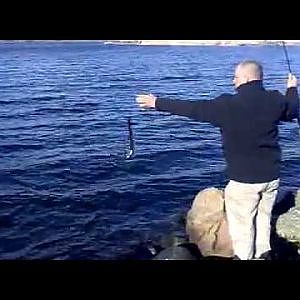 Hornfisk i fjord :O