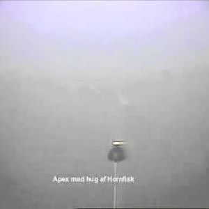 undervandsvideo som viser hug af hornfisk