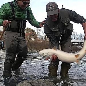 RIESEN-HUCHEN / MONSTER DANUBE SALMON; INN, 1. & 2. Jänner 2014