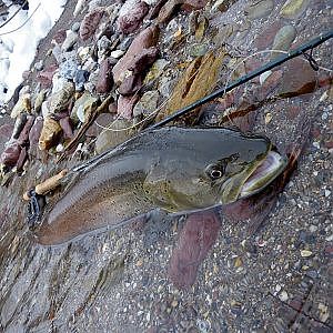 Fly fishing Slovenia, Huchen, Hucho Hucho, www lustrik com, 2015 Fliegenfischen auf Huchen Slowenien