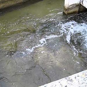 ZOTLÖTERER - Danube salmon (Huchen) near the Gravitation Water Vortex Power Plant