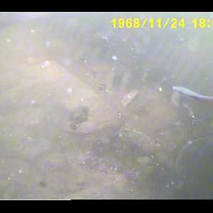 Mirror common and crucian carp feeding underwater. Live! 06/06/10