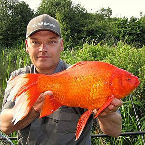 MONSTER GOLD FISH / Gold Crucian Carp