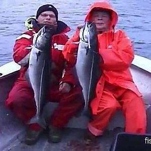 Seelachs satt am Lyngenfjord in Norwegen