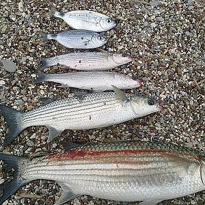 Kefal avı MULLET FİSHİNG 2012