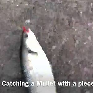 BIG MULLET CAUGHT WITH BREAD | YOUGHAL FISHING
