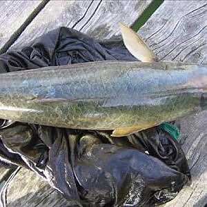 Multefiskeri Grey Mullet 8,5 Lb fishing Denmark
