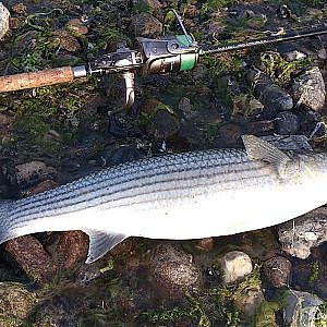 Livebiss Meeräsche No. 2     Multefiskeri, Mullet fishing