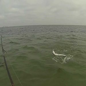 Meerforelle Ostsee Hohwachter Bucht Seatrout