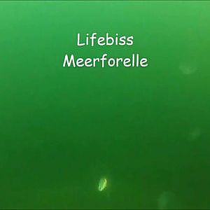 Livebiss Meerforelle,  underwater fishing salmo trutta ...Unterwasseraufnahme