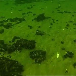 Meerforellen und Plattfischangriff  Unterwasseraufnahme