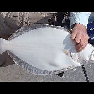 How to Catch Flounder from Shore with Bucktails and Gulp