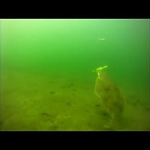 Bucktail Flounder Fishing - Underwater Drift View