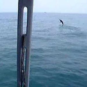 Fishing: Rompin Sailfish 4 (The one that never came back)
