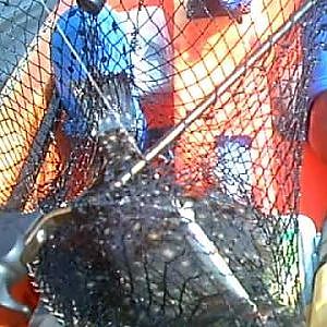 Flounder, Kayak Fishing