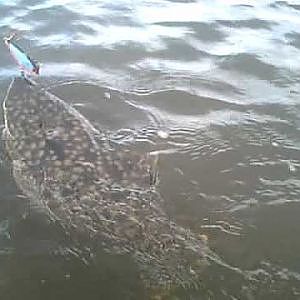 Memorial Day Flounder-Kayak Fishing
