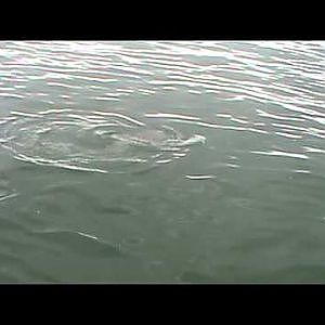 Southern Stingray Hooked While Flounder  Fishing on the Hi Flier NJ 7/10/10